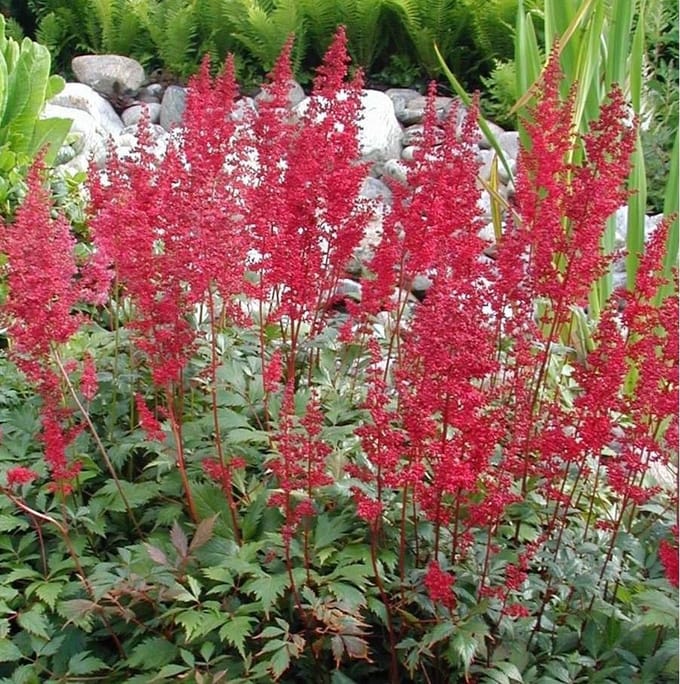 6 x Astilbe Arendsii 'Fanal' - Astilbe Pot 9x9 cm - Rode Bloempluimen