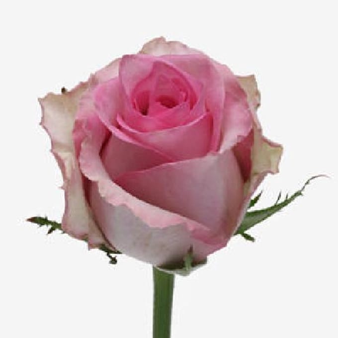 10x Rosa brigitte bardot 60cm