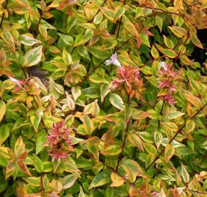 Abelia Grandiflora Kaleidoscope - Abelia 25-30 cm in pot
