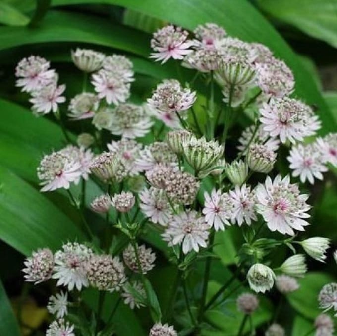 6 x Astrantia Major 'Alba '- Zeeuws Knoopje pot 9x9cm