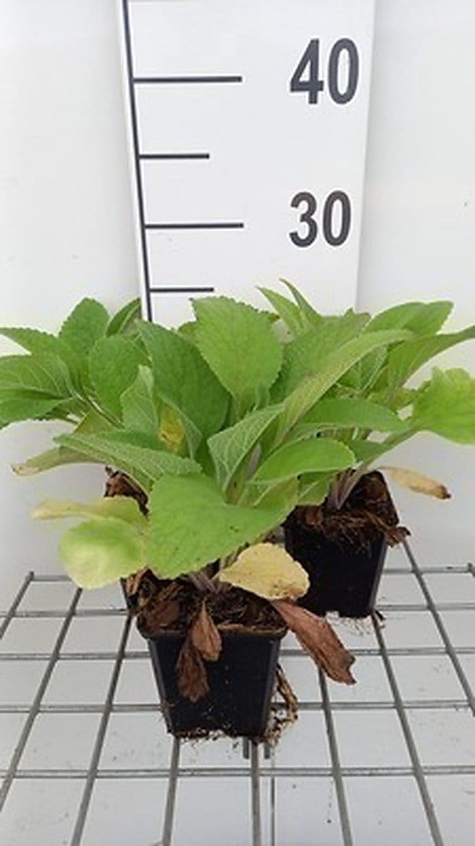 6x Vingerhoedskruid - Digitalis hybr. Pam's Choice' | 9x9 cm pot