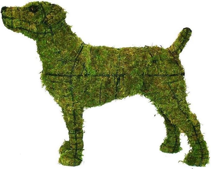 Hond Jack Russel - Mos