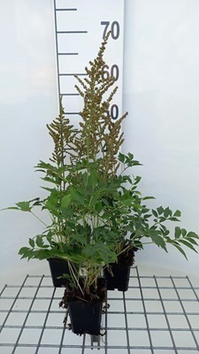 6x Prachtspirea - Astilbe (a) 'Amethyst' | 9x9 cm pot