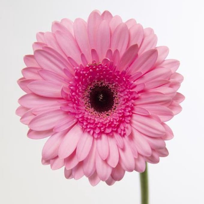 45x Gerbera pre-semmy 70cm