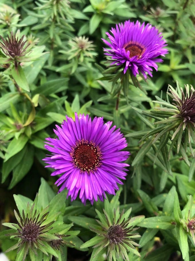 6 x Aster novae-angliae 'Purple Dome' - Herfstaster - P9 Pot (9 x 9cm) - Dima Vaste Planten