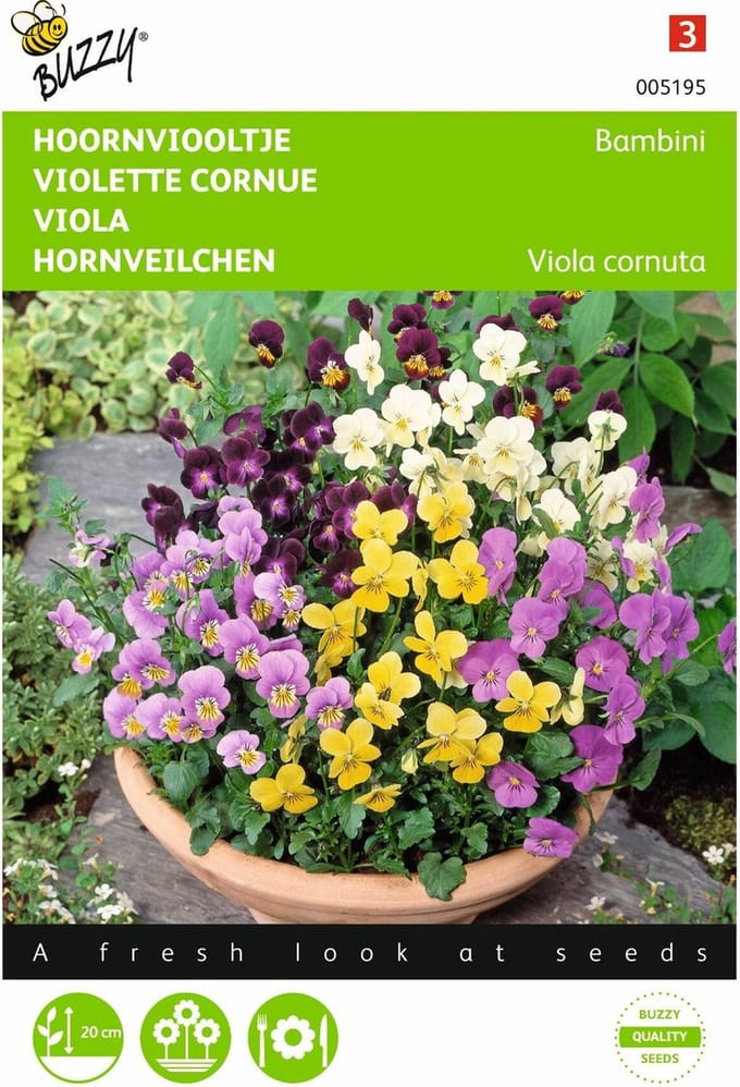2 stuks - Buzzy - Viola cornuta Bambini Gemengd
