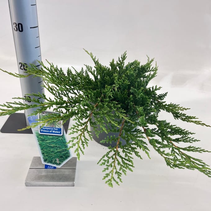 Juniperus horizontalis ‘Prince of Wales’ - Jeneverbes | 20-25 cm pot