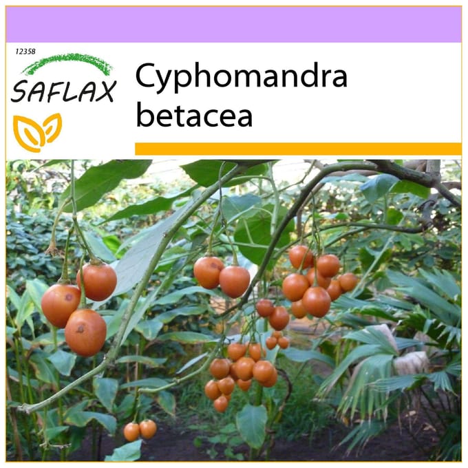 SAFLAX - Tamarillo - 50 graines - Cyphomandra betacea