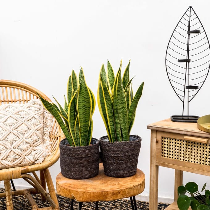 2x Sanseveria Laurentie Ø14cm ↑50cm