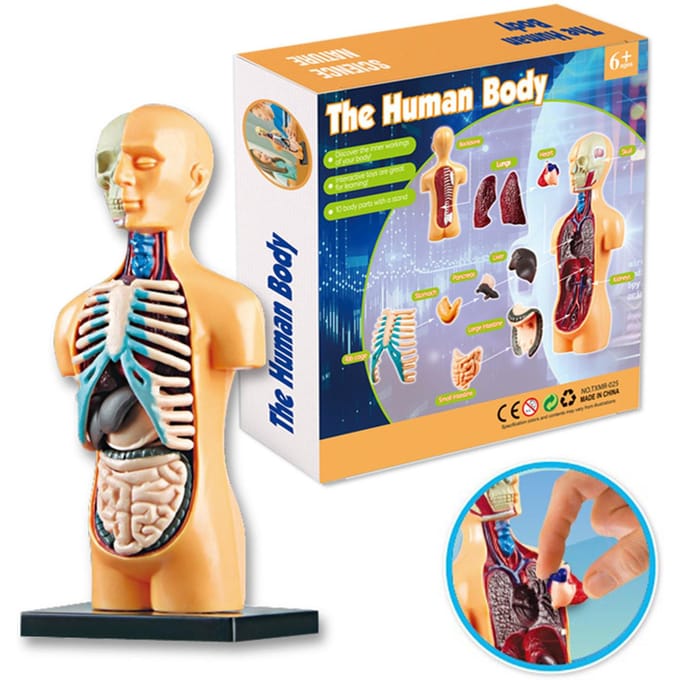 Modèle de corps humain organes et os Kit d'outils d'apprentissage à assemblage Simple tige d'affichage de modèle d'anatomie TXMR-025 blue