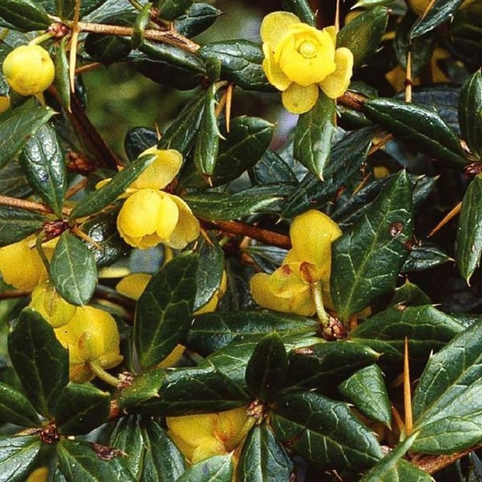 Berberis Frikartii 'Amstelveen' - Zuurbes - 25-30 cm pot: Compacte, decoratieve struik