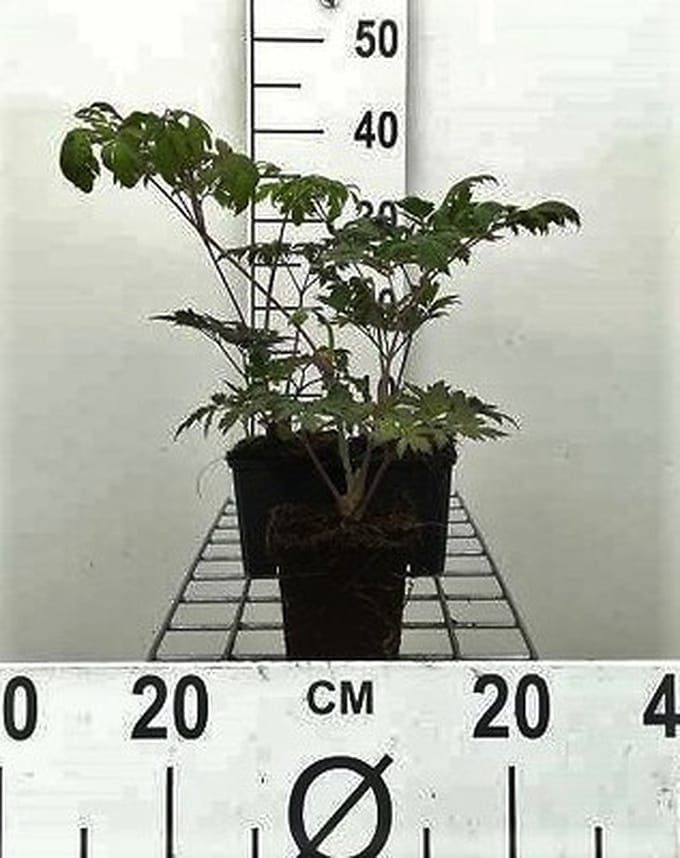 6x Zilverkaars - Actaea simpl. 'Atropurpurea' | 9x9 cm pot