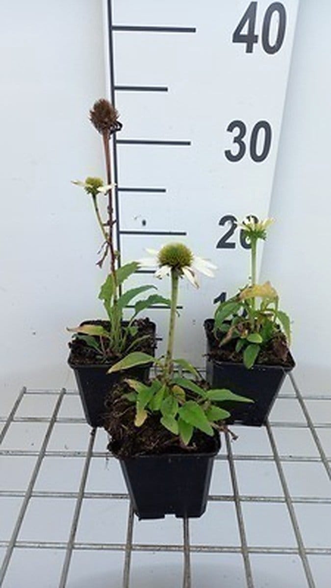 6x Zonnehoed - Echinacea purp. Avalanche' | pot 9 x 9 cm