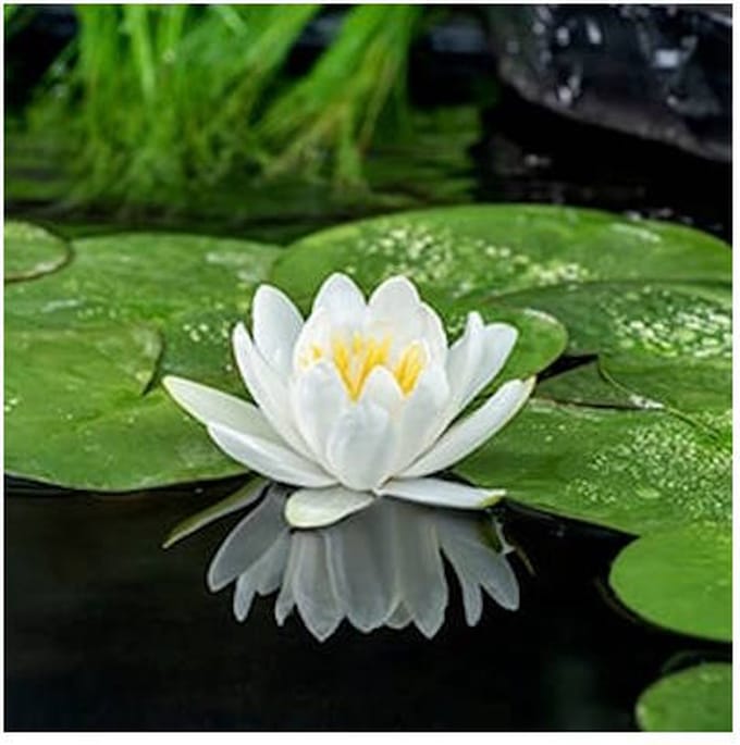 Moerings Nymphaea Gladstoniana | Waterlelie | In 11CM pot
