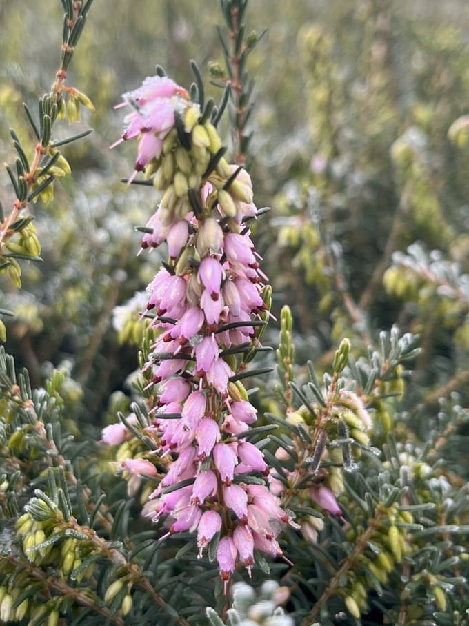 Winterheide Roze - 6 Stuks - Erica darleyensis 'Aurélie Brégeon' - 1.5L