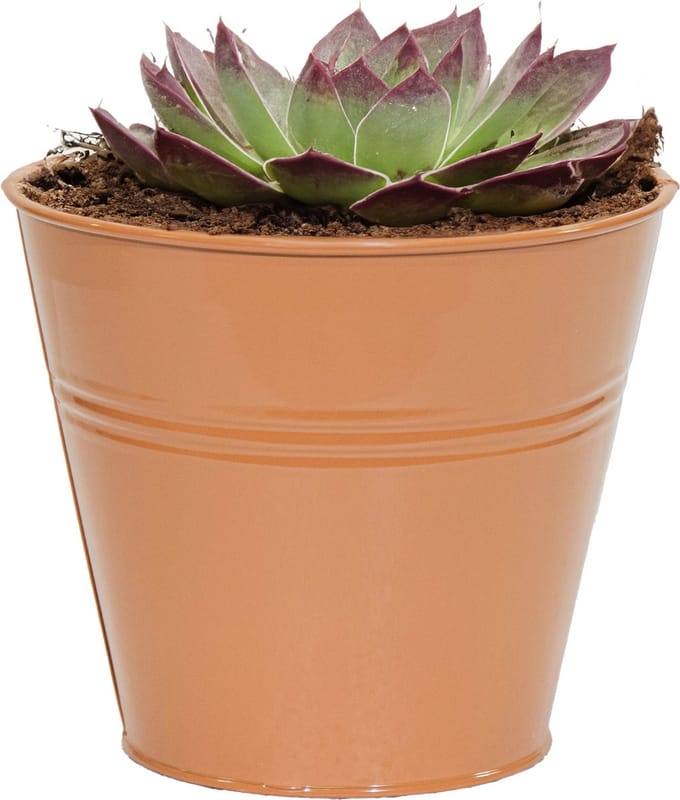 Mega Collections plantenpot/bloempot Bob - zink - terra - D15 X H13 cm
