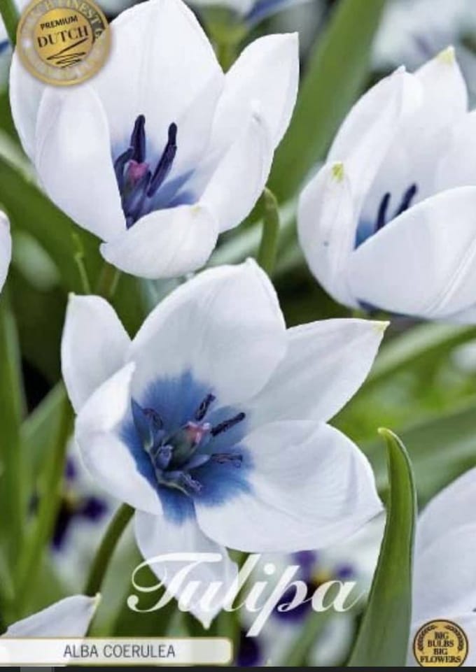 Dutch Finest Quality bloembollen - Tulpen Tulp Specie Alba Coerulea x5 8/+s