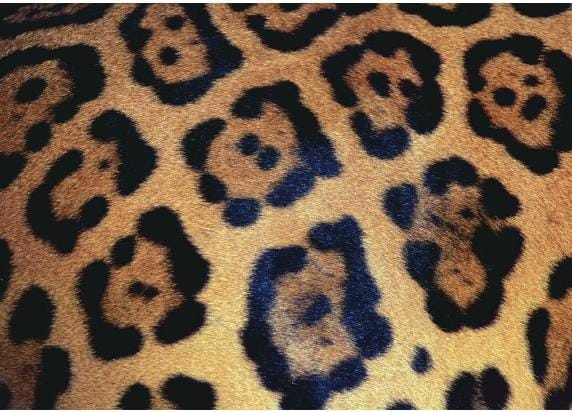 Ravensburger puzzel Challenge Animal Print - Legpuzzel - 1000 stukjes
