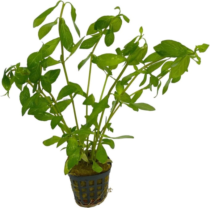 Moerings Hygrophila Polysperma | Belgisch groen | In Terracotta Pot