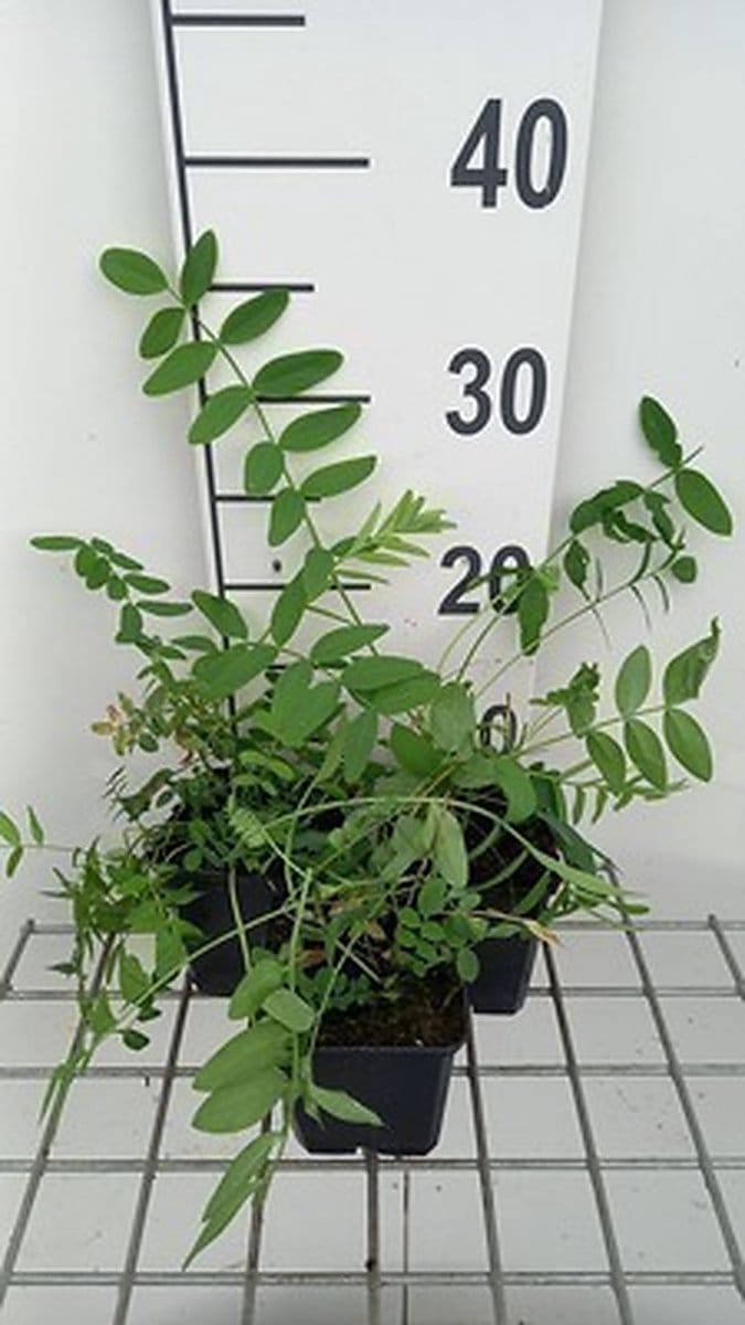 6x Galega - Galega officinalis | 9x9 cm pot