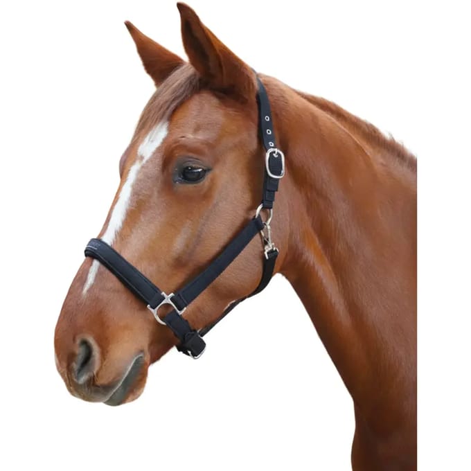 Halster voor paarden Flags&Cup Laguna