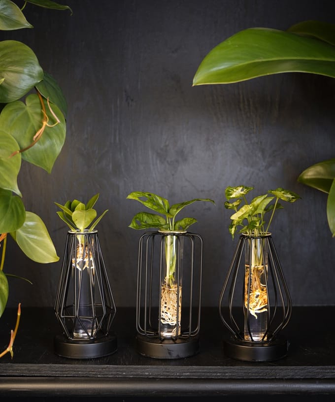 Turijn | lichtplantje | Hydroponie |Round |Monstera Adansonii