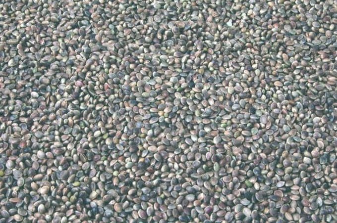 Wielink Kempzaad/Hennepzaad 15 kg