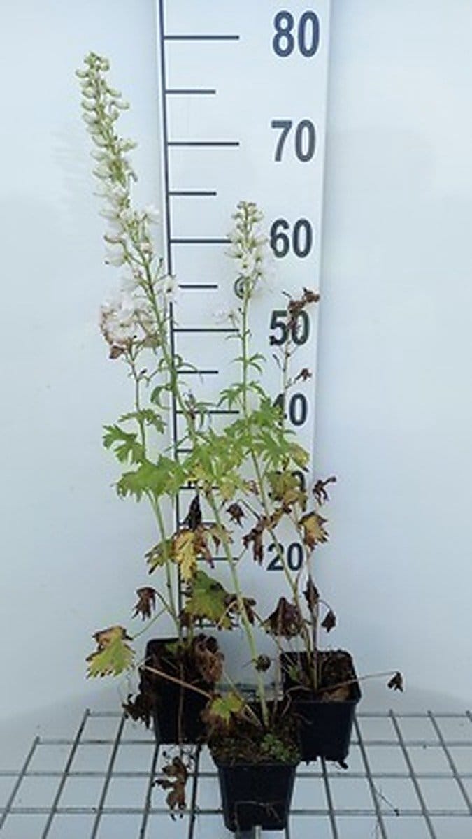 6x Ridderspoor - Delphinium 'M.f.' blanc pur | 9x9 cm pot