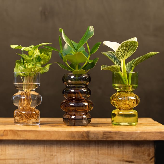 Valencia | Syngonium - Clusia - Philodendron