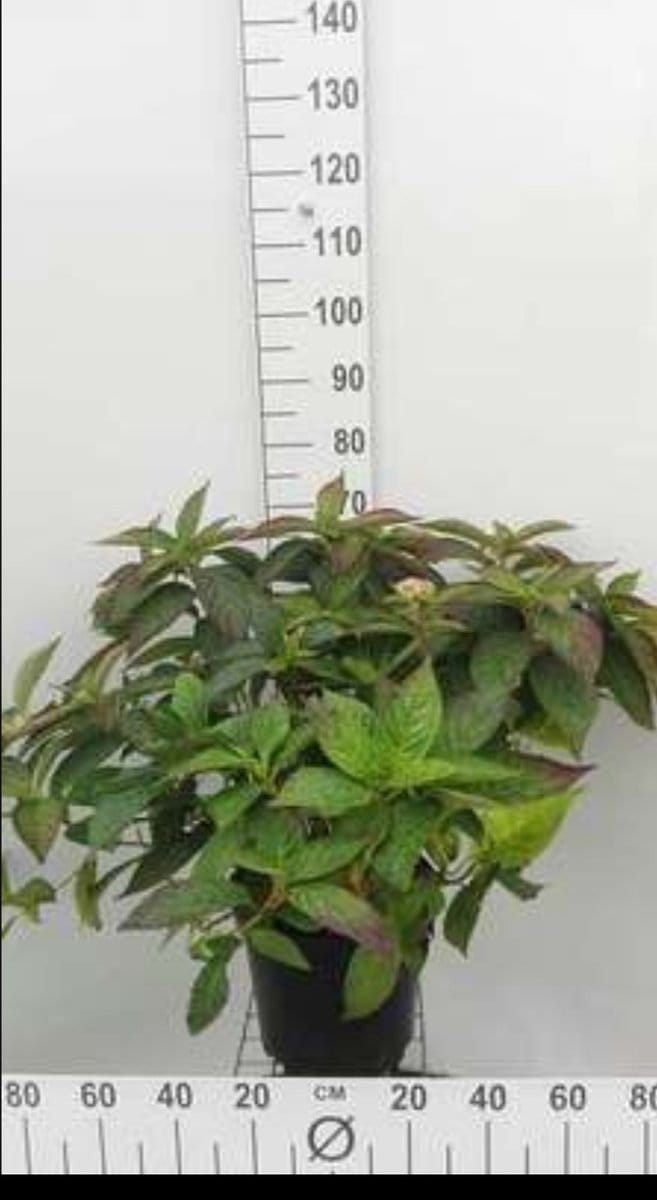 Hydrangea serr. 'Bluebird' - Berghortensia 40- 60 cm in pot