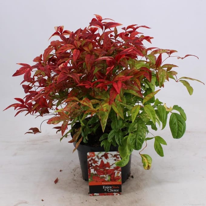Nandina d. Firepower - Set van 4 - Hemelse Bamboe - Pot 2 Liter - Wintergroen