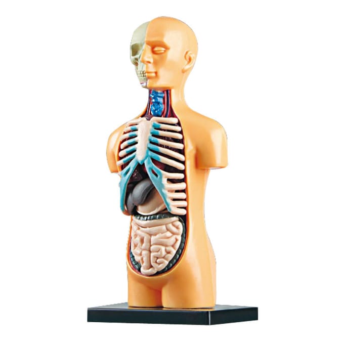 Modèle de corps humain organes et os Kit d'outils d'apprentissage à assemblage Simple tige d'affichage de modèle d'anatomie TXMR-025 blue