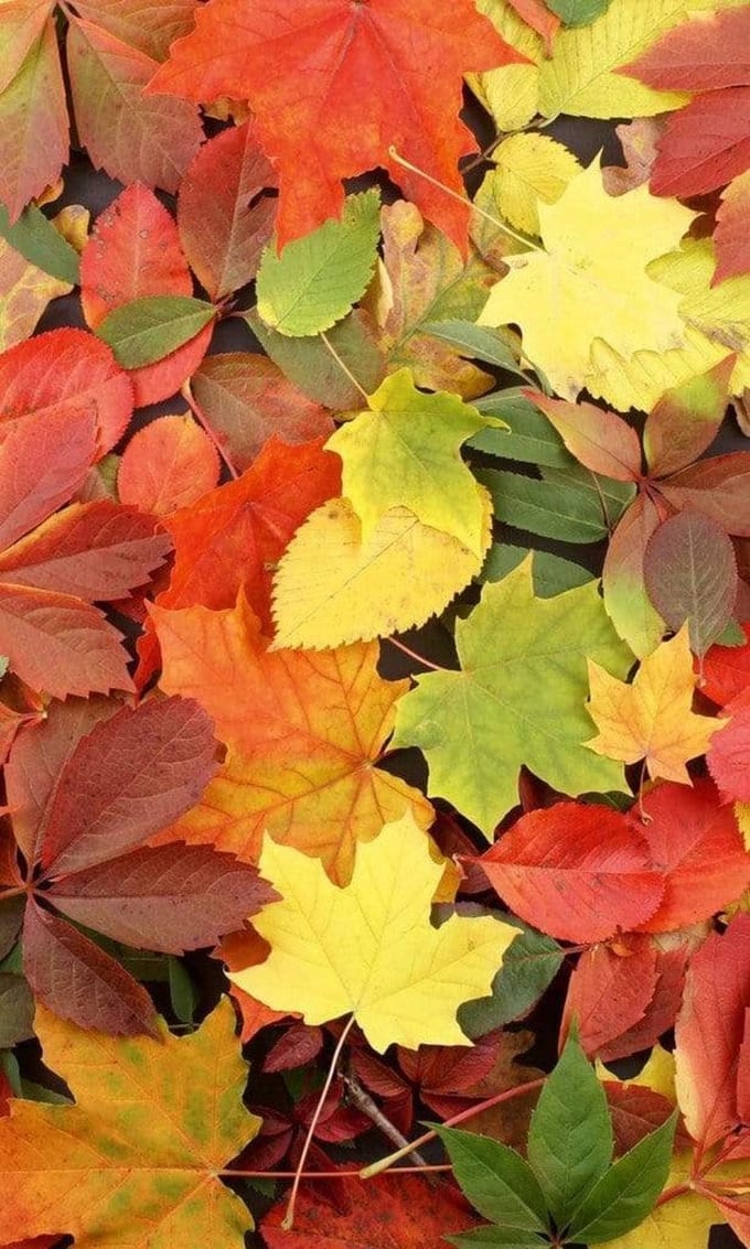 Fotobehang - Colorful leaves 150x250cm - Vliesbehang