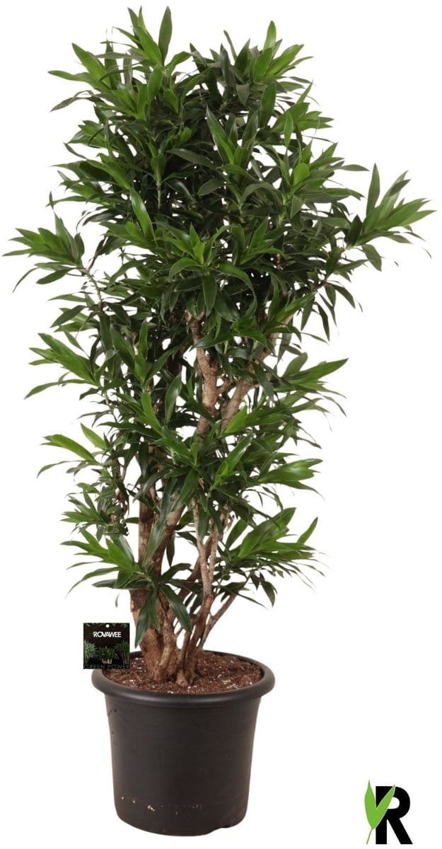 Dracaena reflexa vertakt 170 cm – Kamerplant – Vers Van De Kweker – Potmaat Ø40 cm