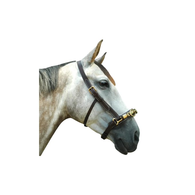 Paardenbox Chetak