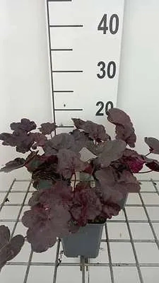 6x Purperklokje - Heuchera hybr. 'Midnight Rose' | 9x9 cm pot