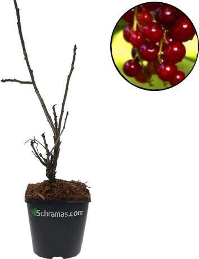 Ribes rubrum 'Rovada' rode aalbes, 3 liter pot