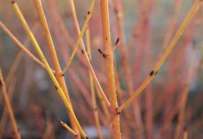 Cornus sang. 'Midwinter Fire' - Rode Kornoelje 40- 50 cm in pot