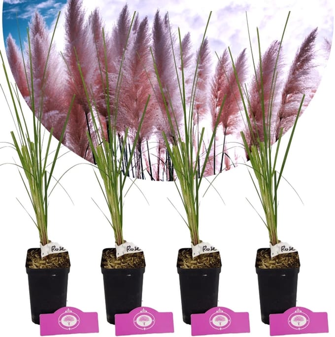Set Van 4 Roze Pampasgras - Cortaderia Selloana 'Rose Plume' - Hoogte 35cm - 9cm pot