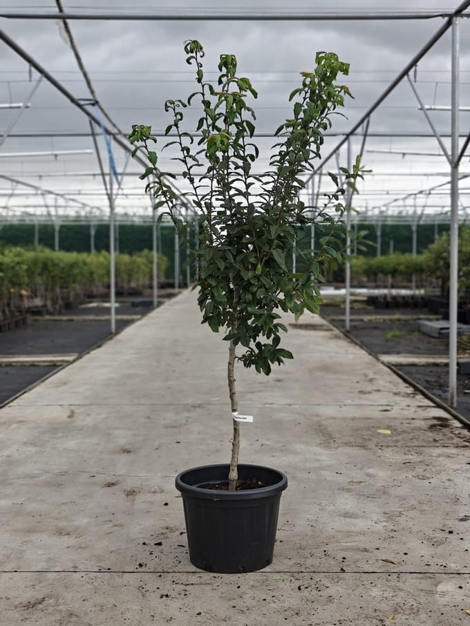 Mespilus germanicus 'Bredase Reus' - Oude Mispelboom - Onderstam BA29 - 45L pot - ca. 2m