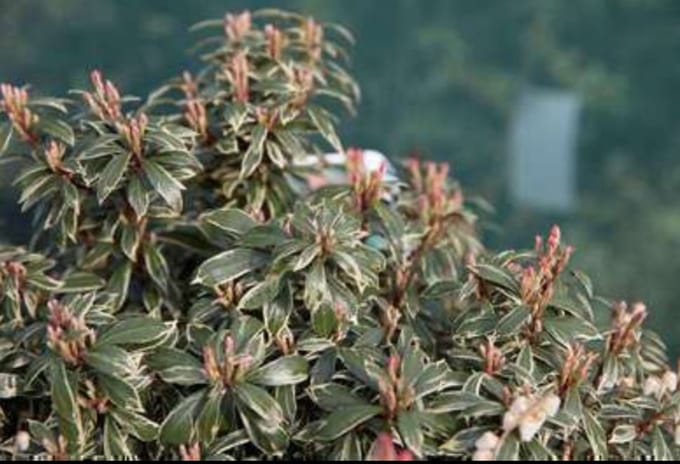 Pieris jap. 'Little Heath' - Rotsheide 'Little Heath' , Lavendelheide 30- 40 cm in pot