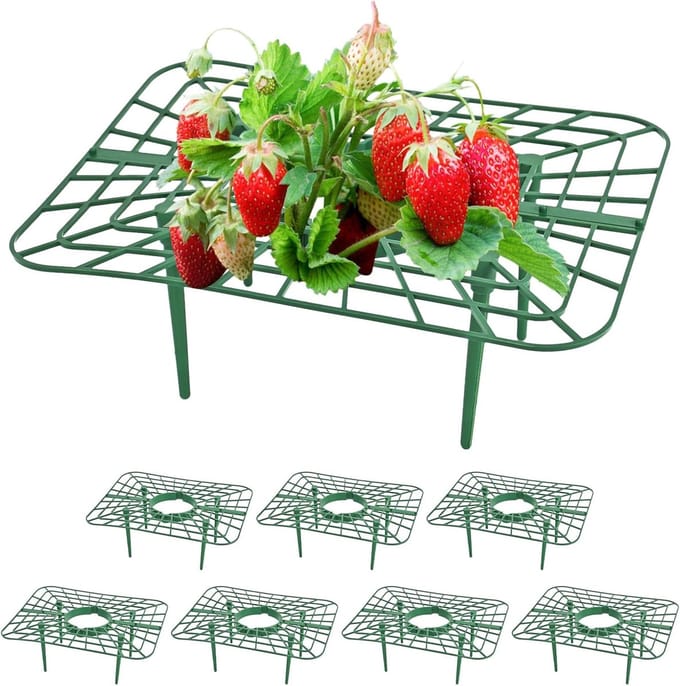 Aardbeienbeschermers - Fruit houders - Groeibevordering - Voorkomt rot - 25.5 x 25.5 cm - groen