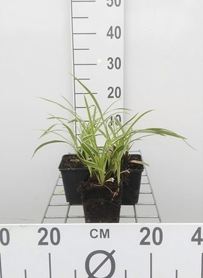 6x Zegge - Carex morr. Ice Dance" | 9x9 cm pot