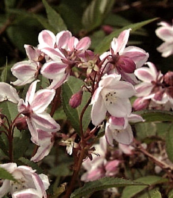 Deutzia purpurascens 'Kalmiiflora' - Bruidsbloem 40 - 60 cm in pot