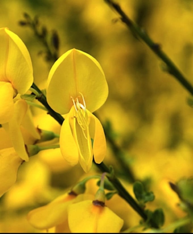 Cytisus (s) 'Luna' - Brem , Geitenklaver 40- 60 cm in pot