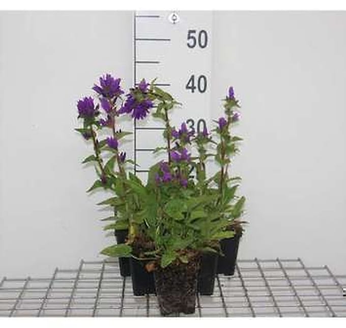 6x Klokje - Campanula glom. 'Superba' | 9x9 cm pot
