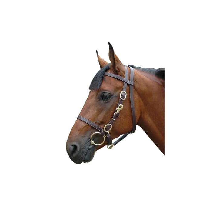 Hoofdstellen, groot halster Canter