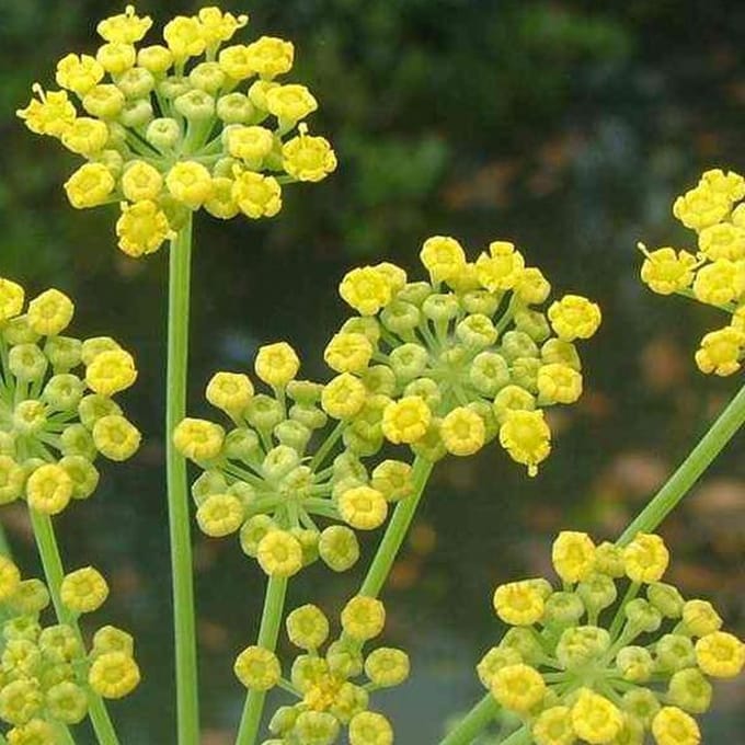 6 x Foeniculum Vulgare - Venkel pot 9x9cm