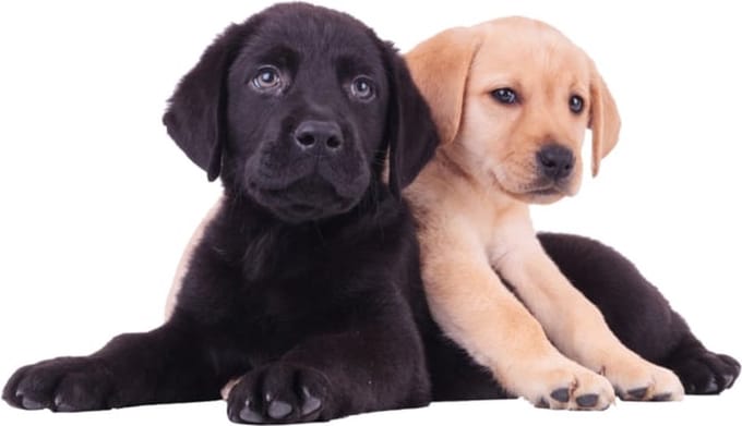 Muursticker 2 labrador puppies