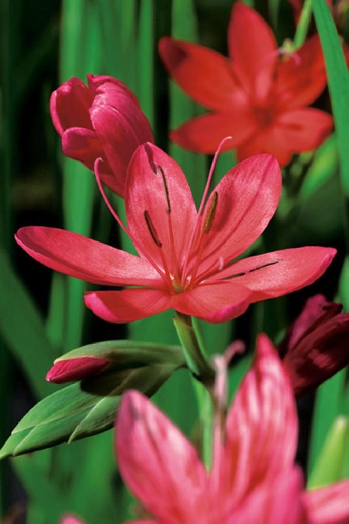 Schizosylis coccinea P9